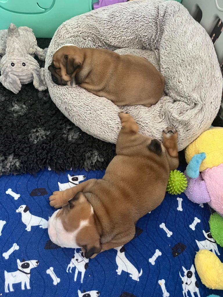 chiot Bulldog Anglais Des Trésors De La Gestrie